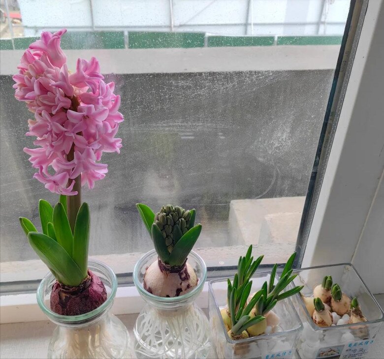 Loài hoa này thơm như nước hoa, trồng trong nhà giúp hút lộc nhưng nay bị nhiều người cho vào “danh sách đen” - 2