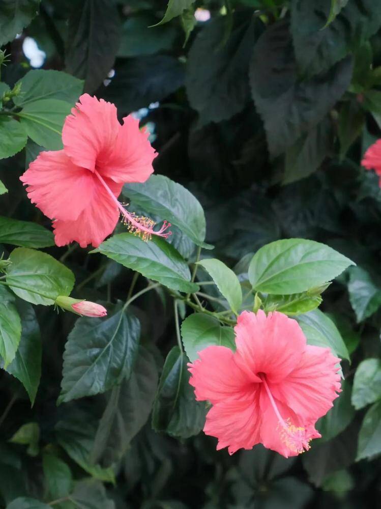 Loài hoa quý hơn vàng, nở 300 ngày mỗi năm, dễ trồng hơn hoa hồng gấp 10 lần, lá và hoa nấu lên thành đặc sản nức tiếng   - 1