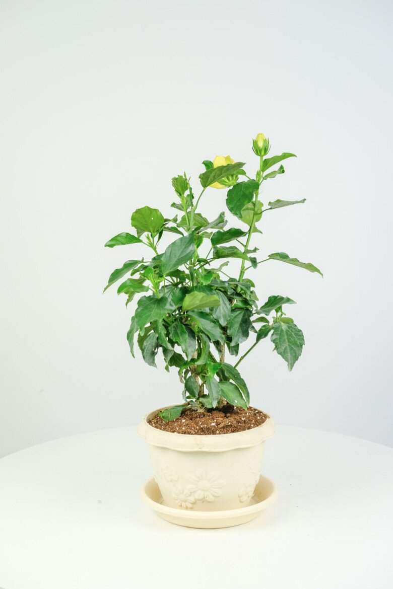 Loài hoa quý hơn vàng, nở 300 ngày mỗi năm, dễ trồng hơn hoa hồng gấp 10 lần, lá và hoa nấu lên thành đặc sản nức tiếng   - 6