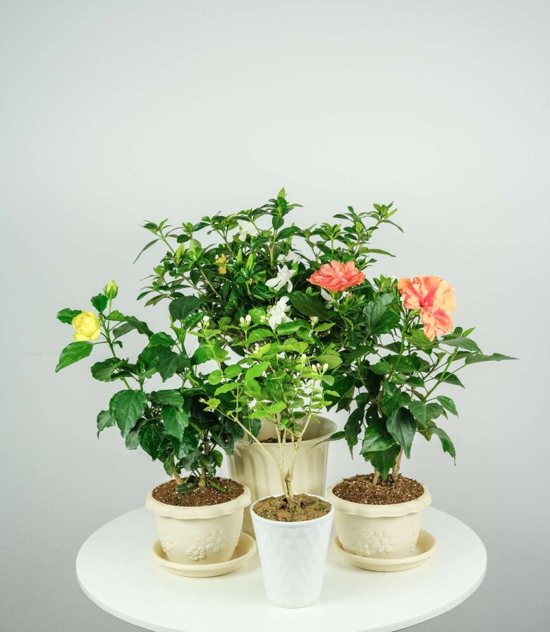 Loài hoa quý hơn vàng, nở 300 ngày mỗi năm, dễ trồng hơn hoa hồng gấp 10 lần, lá và hoa nấu lên thành đặc sản nức tiếng   - 7