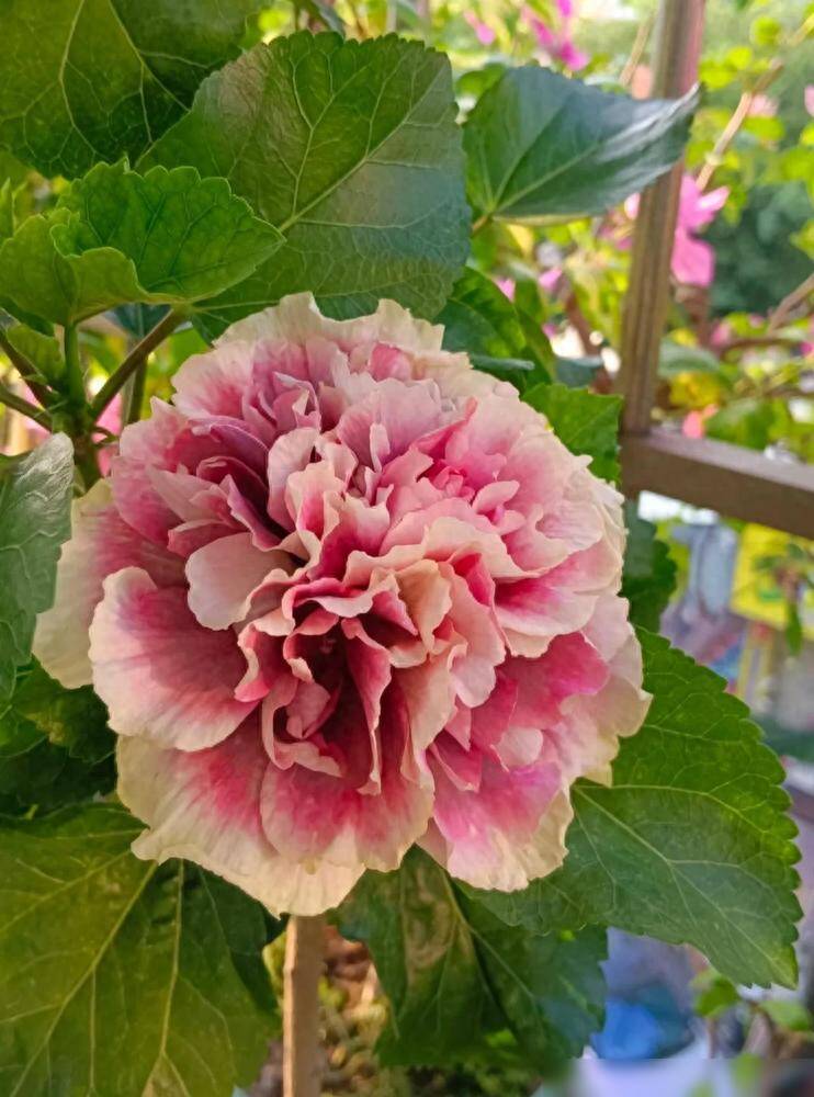 Loài hoa quý hơn vàng, nở 300 ngày mỗi năm, dễ trồng hơn hoa hồng gấp 10 lần, lá và hoa nấu lên thành đặc sản nức tiếng   - 2