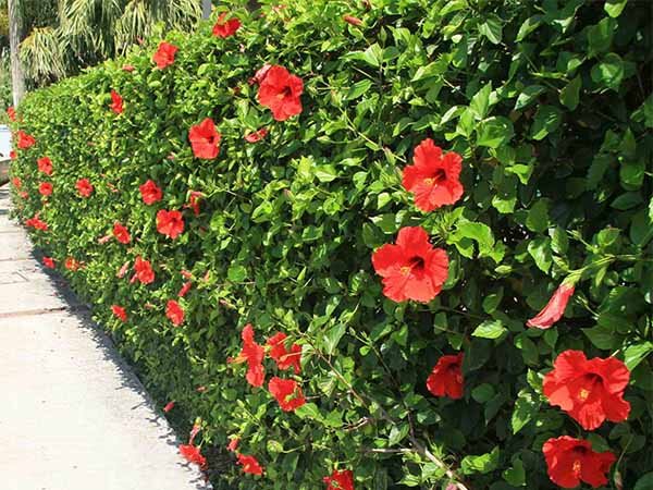 Loài hoa quý hơn vàng, nở 300 ngày mỗi năm, dễ trồng hơn hoa hồng gấp 10 lần, lá và hoa nấu lên thành đặc sản nức tiếng   - 4