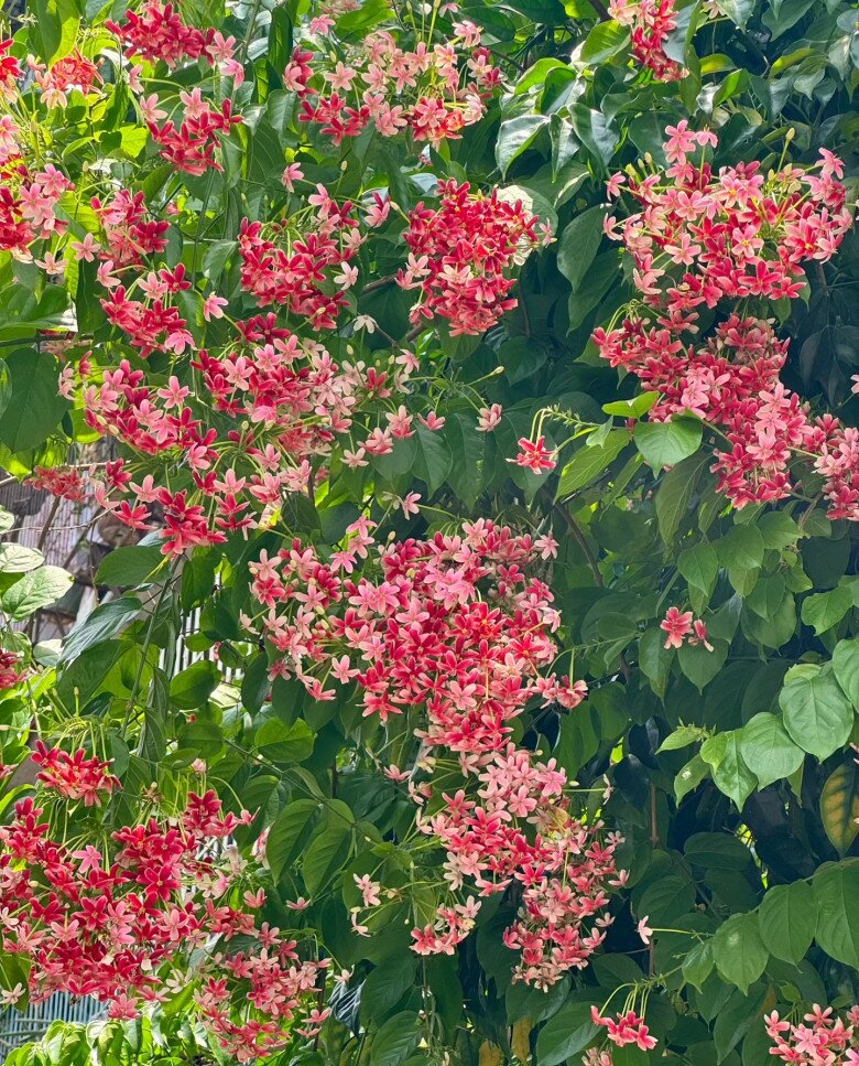 Loài hoa rực rỡ hơn hoa giấy, thơm ngọt ngào như socola, nở suốt 3 mùa cả nghìn bông, trồng trước nhà sẽ mang tới điềm lành - 2