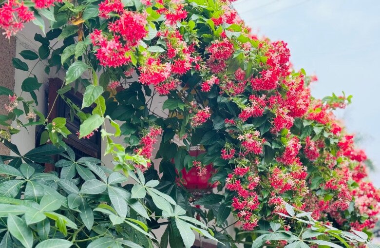 Loài hoa rực rỡ hơn hoa giấy, thơm ngọt ngào như socola, nở suốt 3 mùa cả nghìn bông, trồng trước nhà sẽ mang tới điềm lành - 1