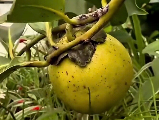 Hồng socola trong vườn nhà Hồng Nhung.