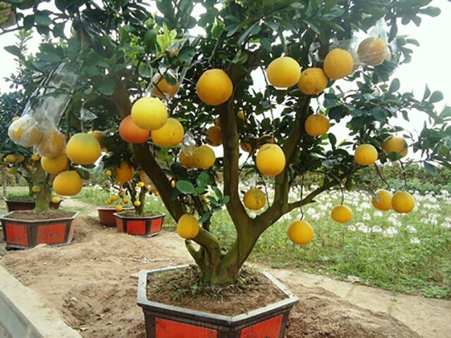 Loại quả amp;#34;tốt nhất thế giớiamp;#34; Việt Nam trồng bạt ngàn, vào chậu làm bonsai có cây giá 800 triệu, mang lại tài lộc và may mắn - 6