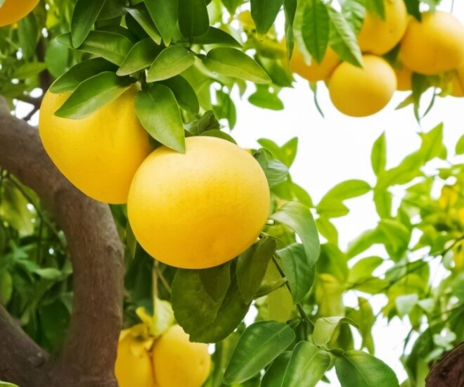 Loại quả amp;#34;tốt nhất thế giớiamp;#34; Việt Nam trồng bạt ngàn, vào chậu làm bonsai có cây giá 800 triệu, mang lại tài lộc và may mắn - 1