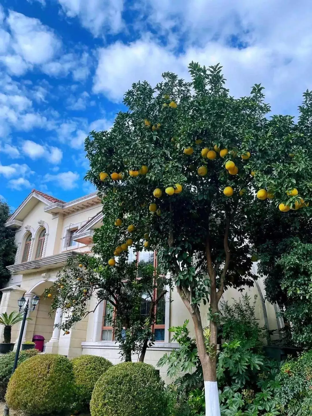 Loại quả amp;#34;tốt nhất thế giớiamp;#34; Việt Nam trồng bạt ngàn, vào chậu làm bonsai có cây giá 800 triệu, mang lại tài lộc và may mắn - 4