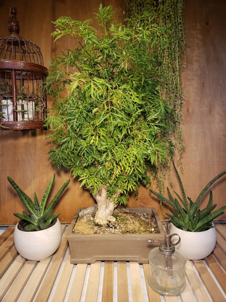 Loại rau bổ ngang nhân sâm kho cá thơm ngon gấp 10 lần, củ càng là “báu vật”, trồng trước nhà giúp hút lộc - 7