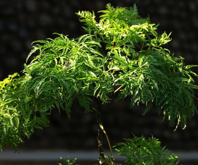 Loại rau bổ ngang nhân sâm kho cá thơm ngon gấp 10 lần, củ càng là “báu vật”, trồng trước nhà giúp hút lộc - 1