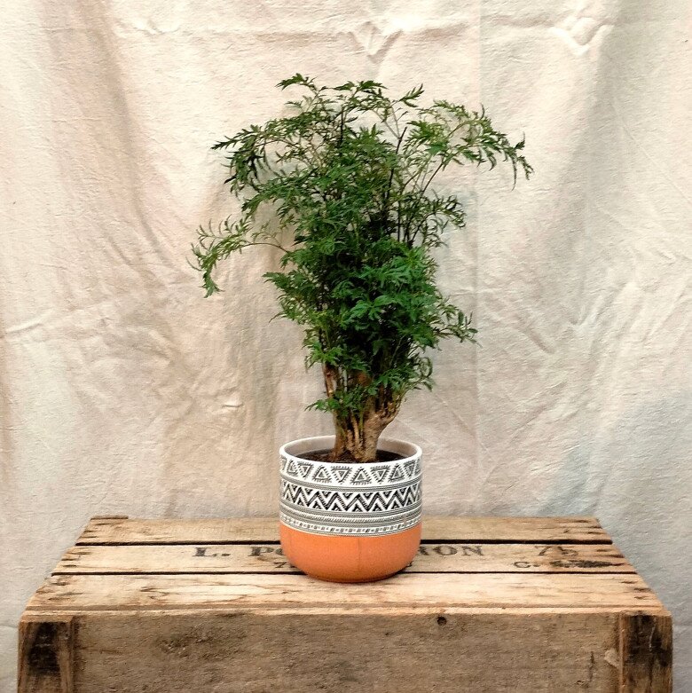 Loại rau bổ ngang nhân sâm kho cá thơm ngon gấp 10 lần, củ càng là “báu vật”, trồng trước nhà giúp hút lộc - 6