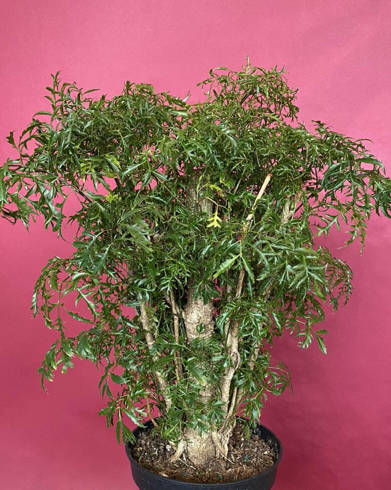 Loại rau bổ ngang nhân sâm kho cá thơm ngon gấp 10 lần, củ càng là “báu vật”, trồng trước nhà giúp hút lộc - 8