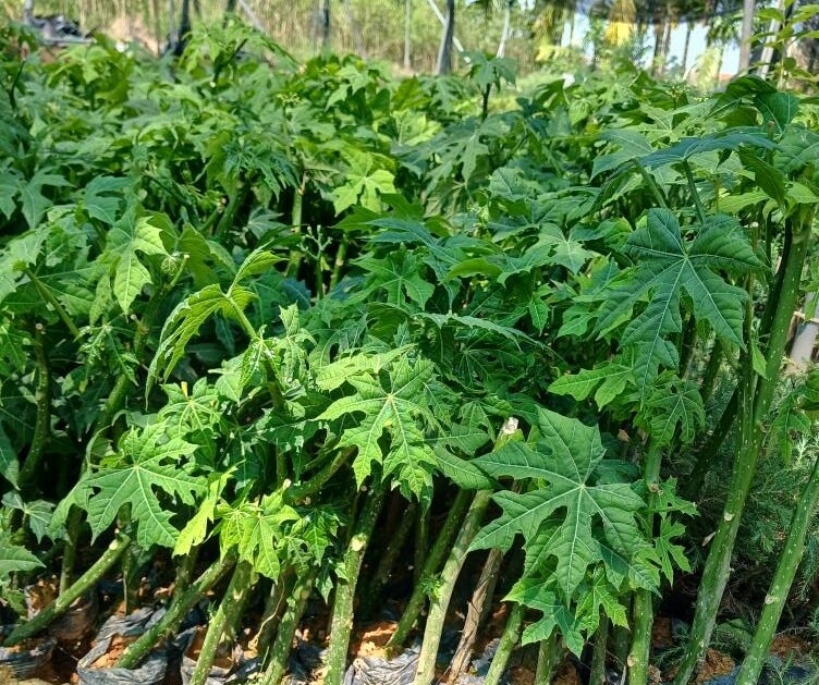 “Lộc trời” vứt thành đống cũng đâm chồi nảy lộc, giá 100.000 đồng/kg, trồng trong chậu một lần sẽ ăn suốt nhiều năm - 5