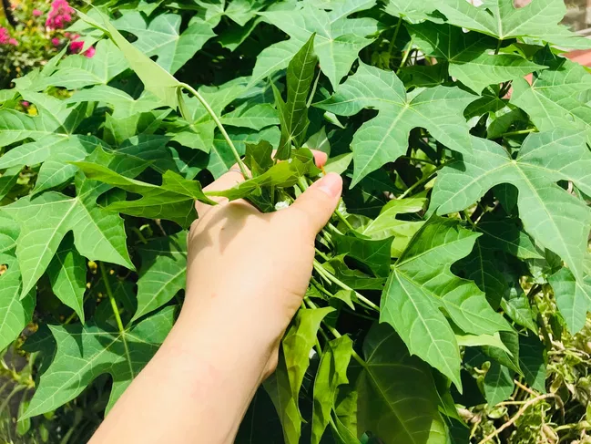 “Lộc trời” vứt thành đống cũng đâm chồi nảy lộc, giá 100.000 đồng/kg, trồng trong chậu một lần sẽ ăn suốt nhiều năm - 2