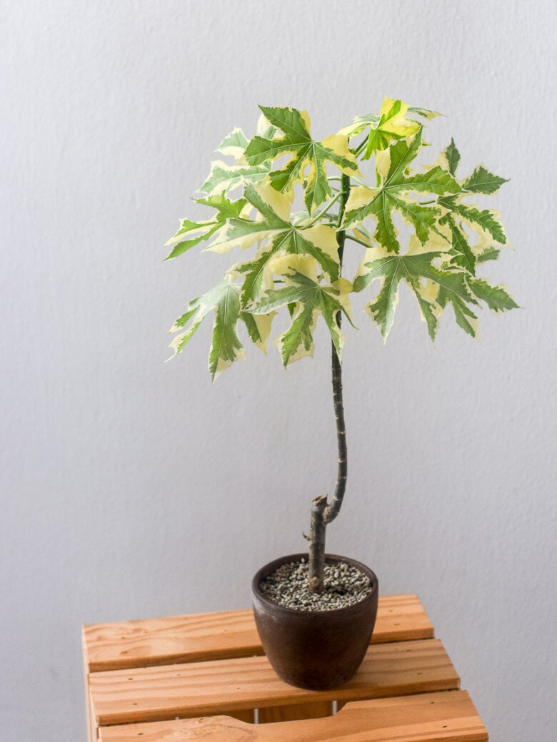 “Lộc trời” vứt thành đống cũng đâm chồi nảy lộc, giá 100.000 đồng/kg, trồng trong chậu một lần sẽ ăn suốt nhiều năm - 4