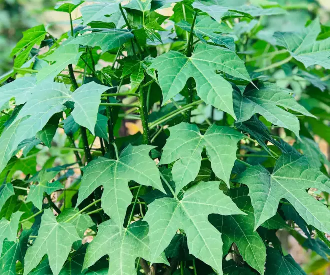 “Lộc trời” vứt thành đống cũng đâm chồi nảy lộc, giá 100.000 đồng/kg, trồng trong chậu một lần sẽ ăn suốt nhiều năm - 1