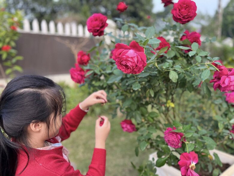 MC Diễm Quỳnh trồng loại hoa hồng nở to hơn cái bát, thơm nức mũi, mẹ chồng thích thú tạo dáng cạnh bên - 6