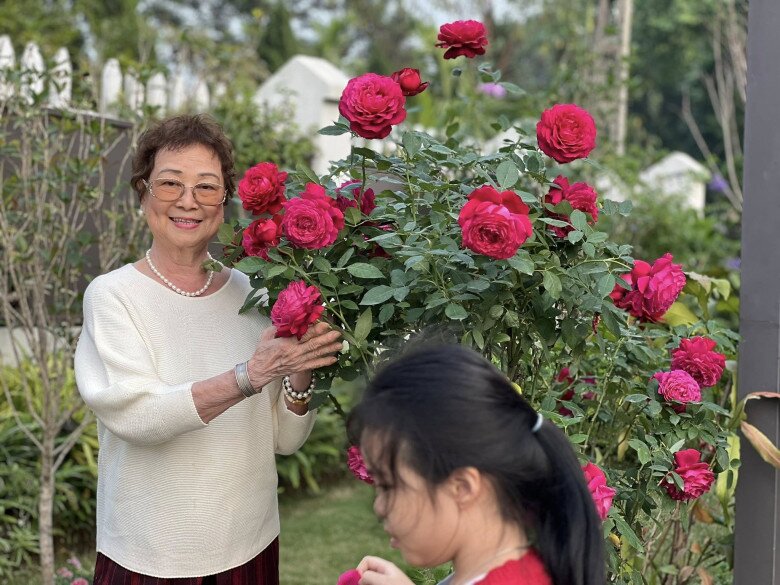 Khóm hoa hồng được MC Diễm Quỳnh trồng trong vườn ở ngoại ô Hà Nội.