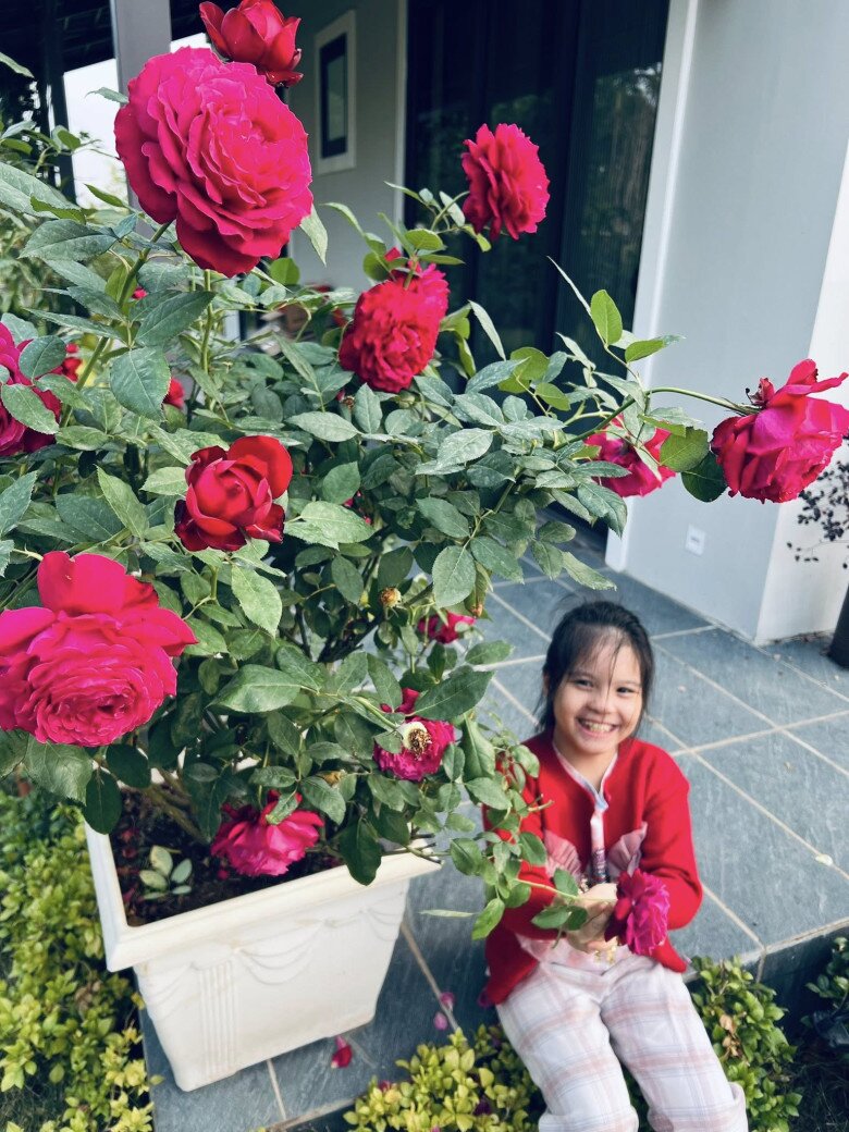 img src/upload/4-2025/images/phuongnth/mc-diem-quynh-trong-loai-hoa-hong-no-to-hon-cai-bat-thom-nuc-mui-be-ga-thich-thu-nhat-tung-canh-hoa--_06_7_n-1765638170-486-width780height585.jpg /