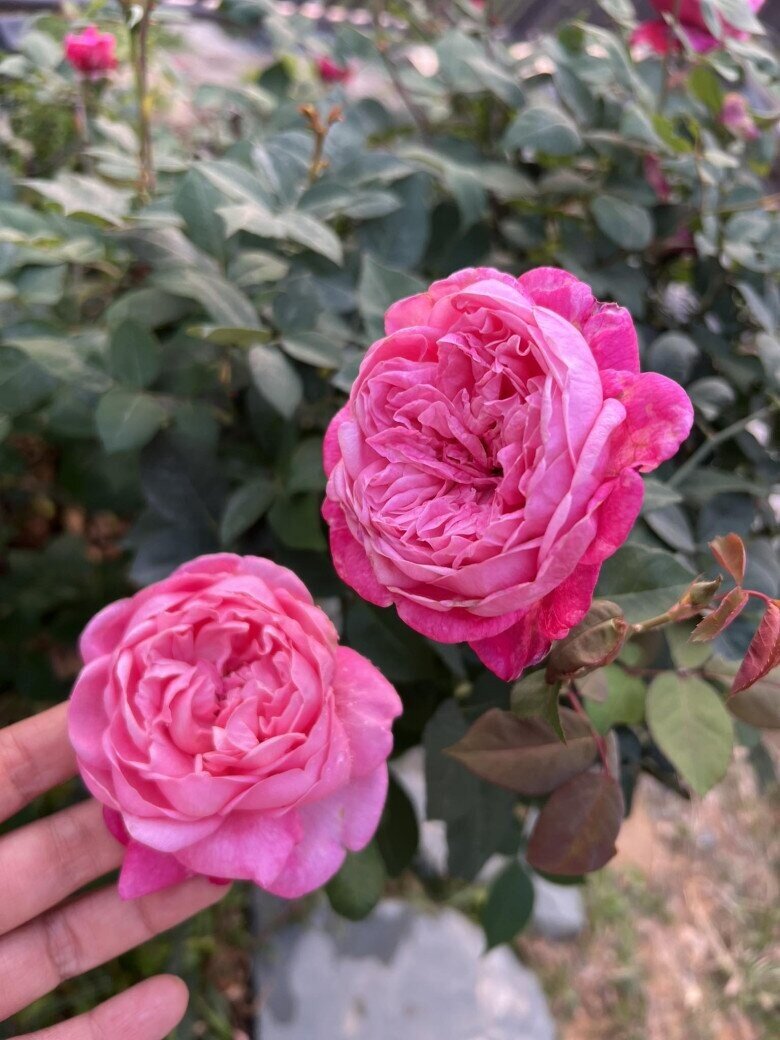 MC Diễm Quỳnh trồng loại hoa hồng nở to hơn cái bát, thơm nức mũi, mẹ chồng thích thú tạo dáng cạnh bên - 10