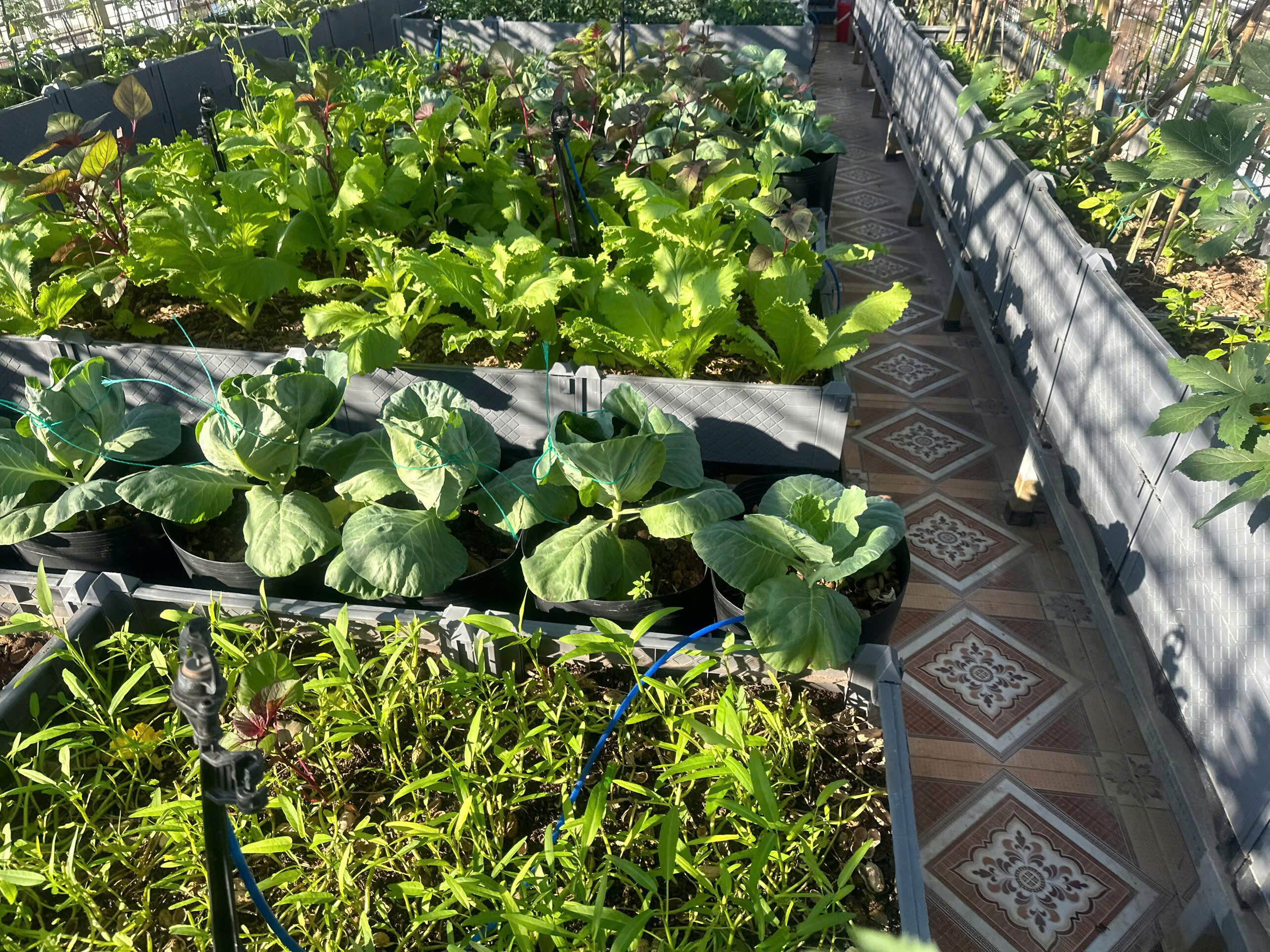 Mẹ đảm Hưng Yên mạnh tay chi 70 triệu làm vườn trên sân thượng: Rau xanh ngập lối, quả đủ loại đủ màu - 6