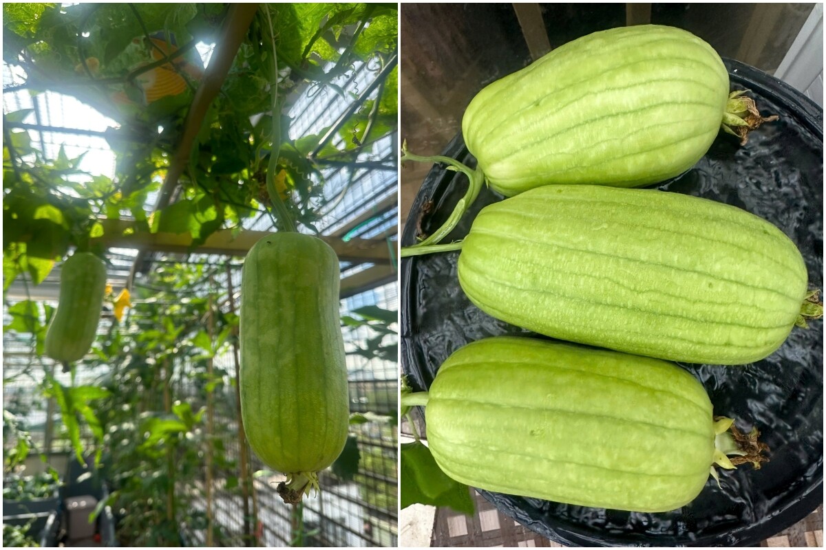 Mẹ đảm Hưng Yên mạnh tay chi 70 triệu làm vườn trên sân thượng: Rau xanh ngập lối, quả đủ loại đủ màu - 11