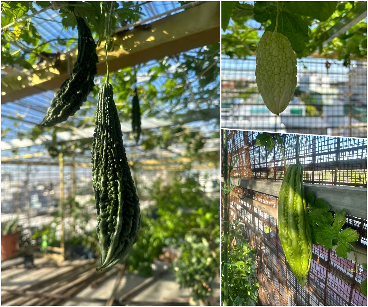 Mẹ đảm Hưng Yên mạnh tay chi 70 triệu làm vườn trên sân thượng: Rau xanh ngập lối, quả đủ loại đủ màu - 5