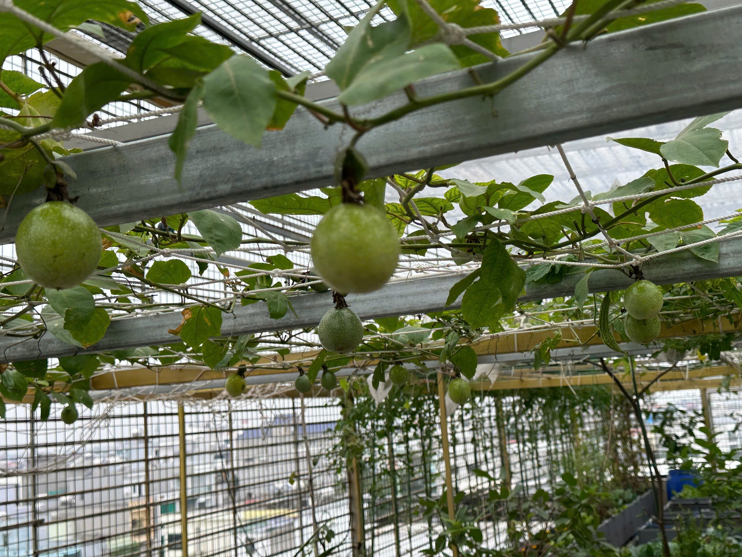 Mẹ đảm Hưng Yên mạnh tay chi 70 triệu làm vườn trên sân thượng: Rau xanh ngập lối, quả đủ loại đủ màu - 12