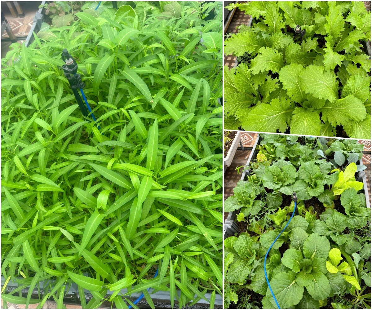 Xem thêm: Chị Hương thu hoạch rau trên vườn nhà