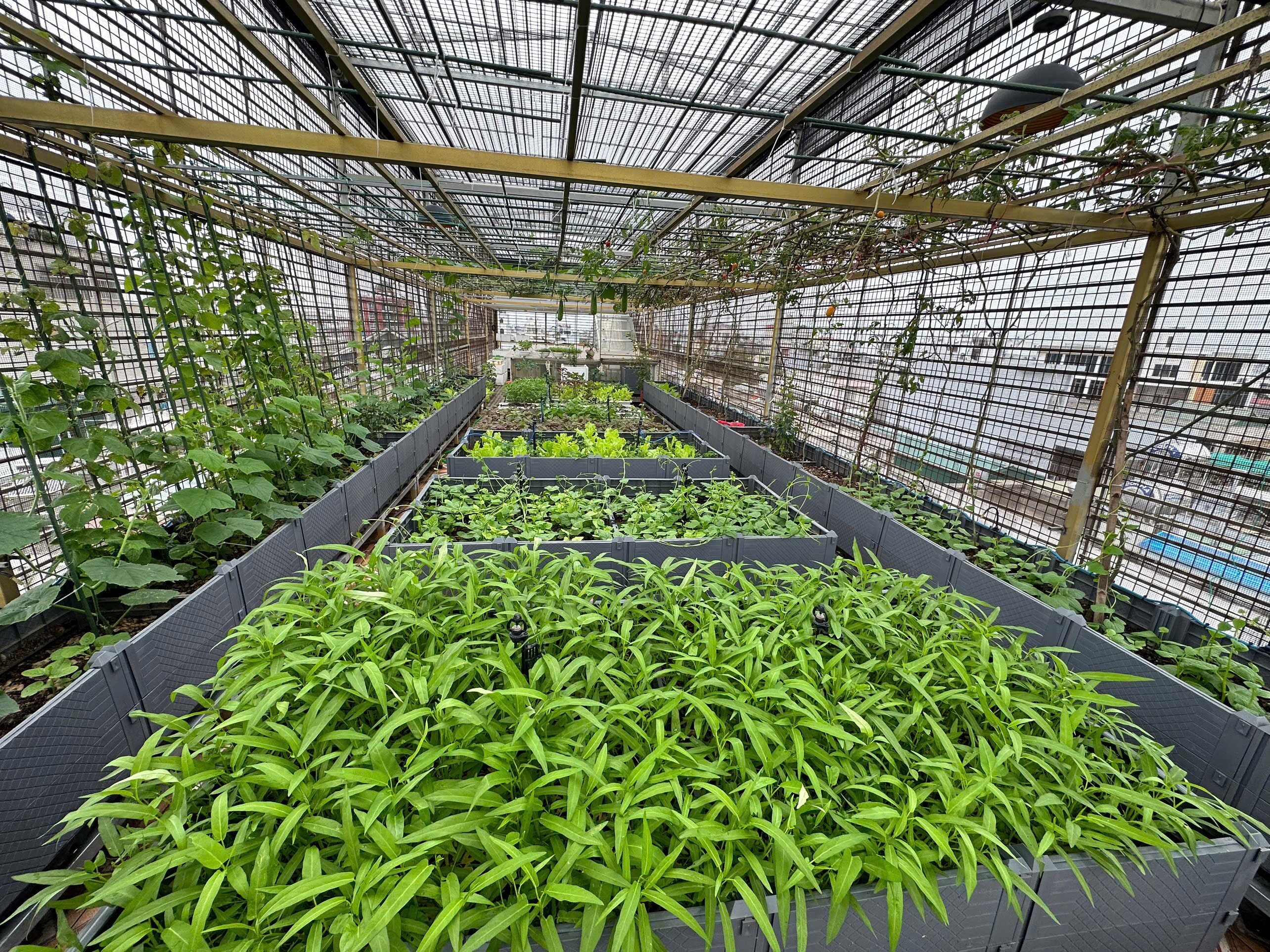 Mẹ đảm Hưng Yên mạnh tay chi 70 triệu làm vườn trên sân thượng: Rau xanh ngập lối, quả đủ loại đủ màu - 3