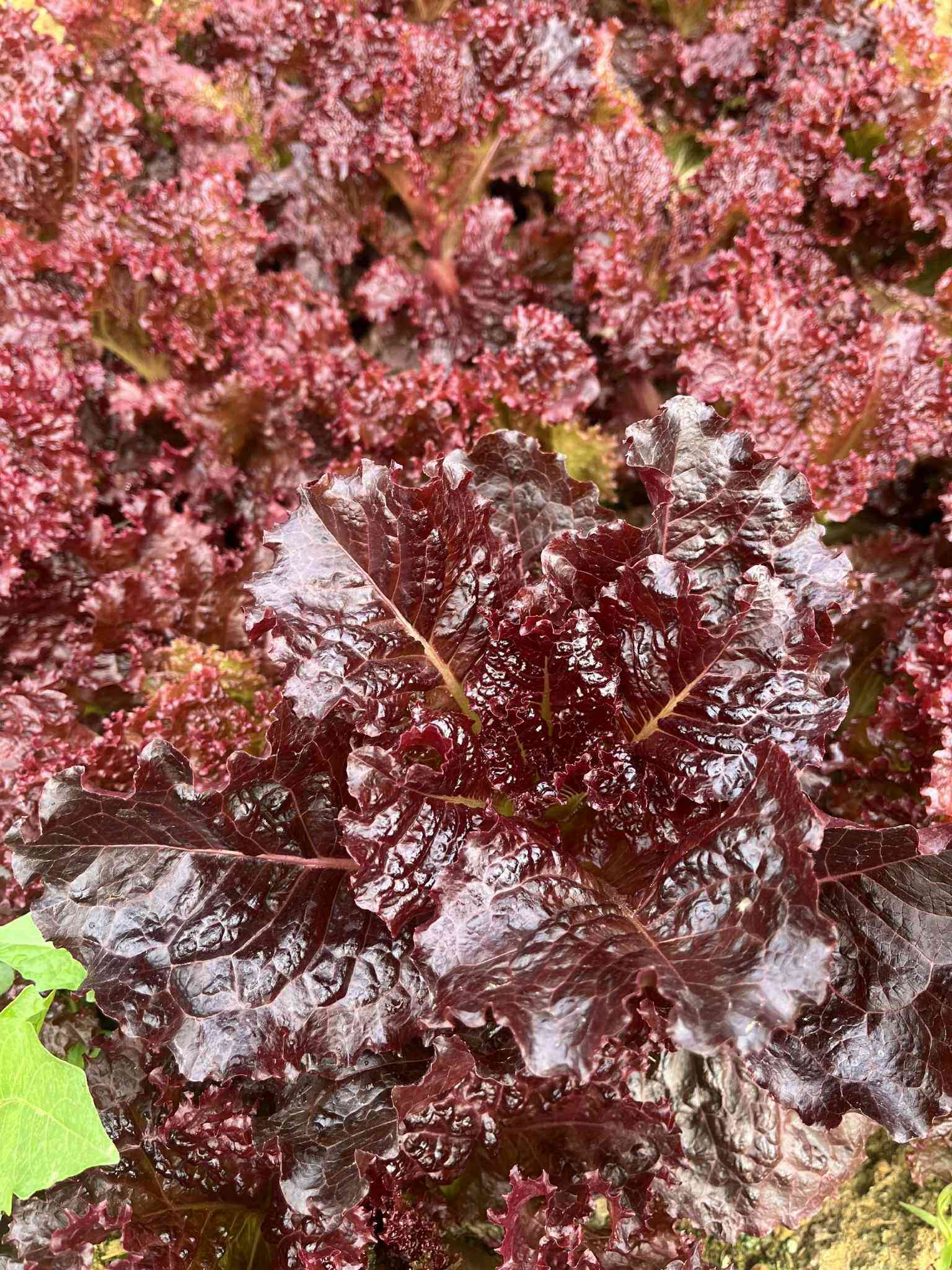 Mẹ đảm Phú Thọ chia sẻ 3 yếu tố giúp mảnh vườn 500m2 ngập tràn rau trái quanh năm - 14