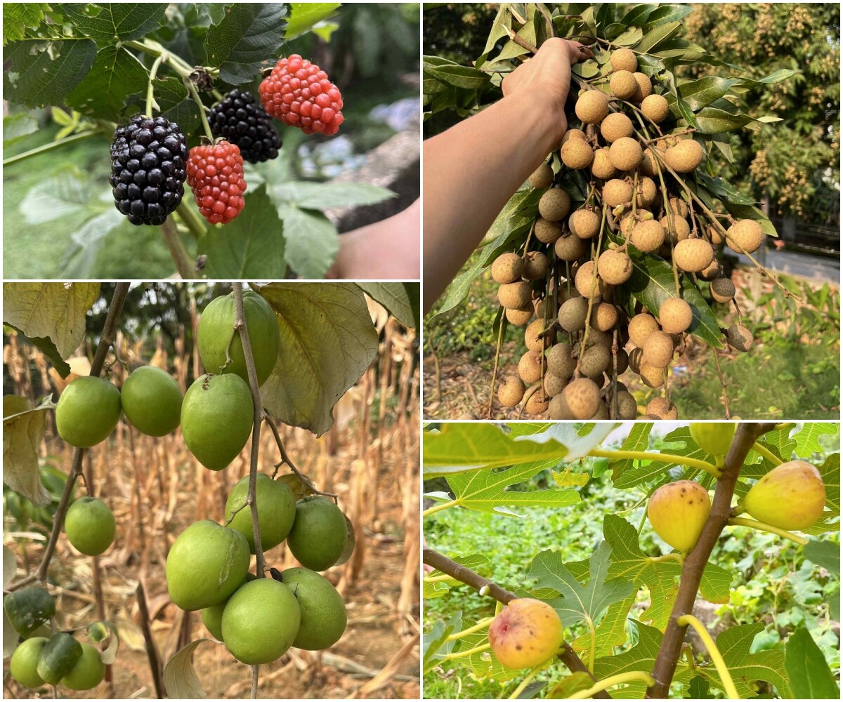 Một số loại cây ăn quả trong vườn nhà.