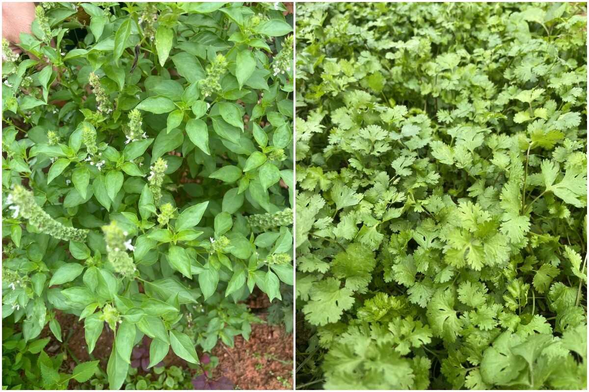 Mẹ đảm Phú Thọ chia sẻ 3 yếu tố giúp mảnh vườn 500m2 ngập tràn rau trái quanh năm - 10