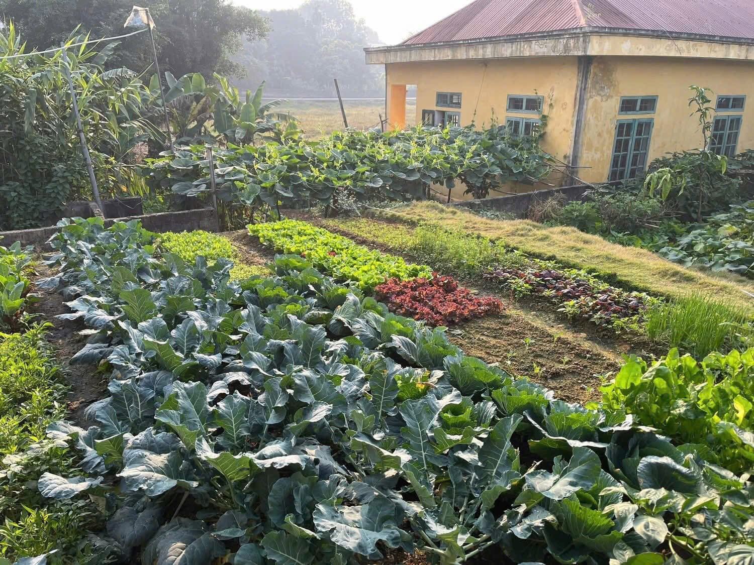 Mẹ đảm Phú Thọ chia sẻ 3 yếu tố giúp mảnh vườn 500m2 ngập tràn rau trái quanh năm - 3