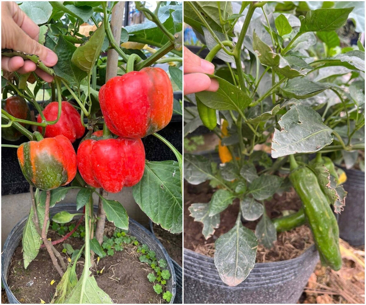 Mẹ đảm Phú Thọ chia sẻ 3 yếu tố giúp mảnh vườn 500m2 ngập tràn rau trái quanh năm - 12