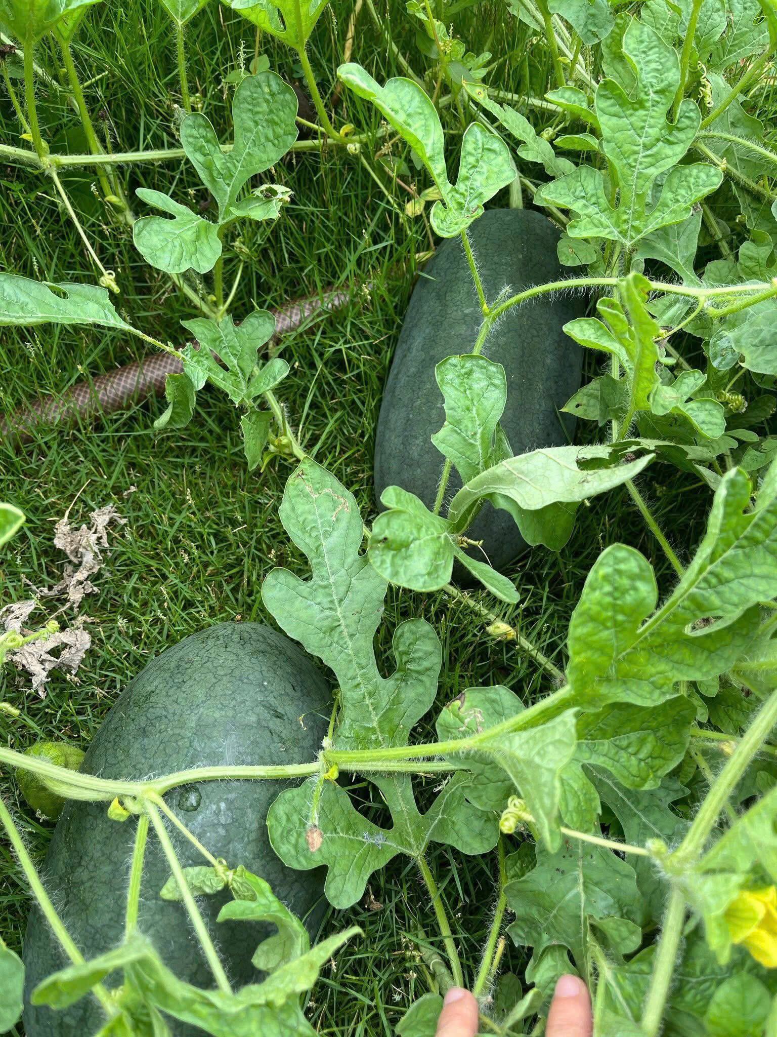 Mẹ đảm Phú Thọ chia sẻ 3 yếu tố giúp mảnh vườn 500m2 ngập tràn rau trái quanh năm - 17