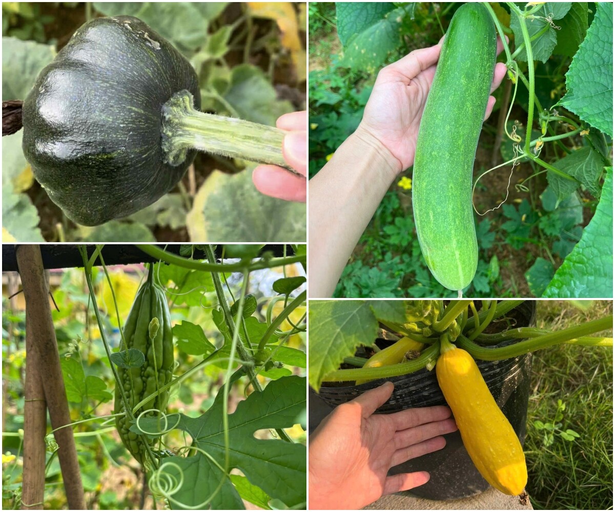 Mẹ đảm Phú Thọ chia sẻ 3 yếu tố giúp mảnh vườn 500m2 ngập tràn rau trái quanh năm - 11