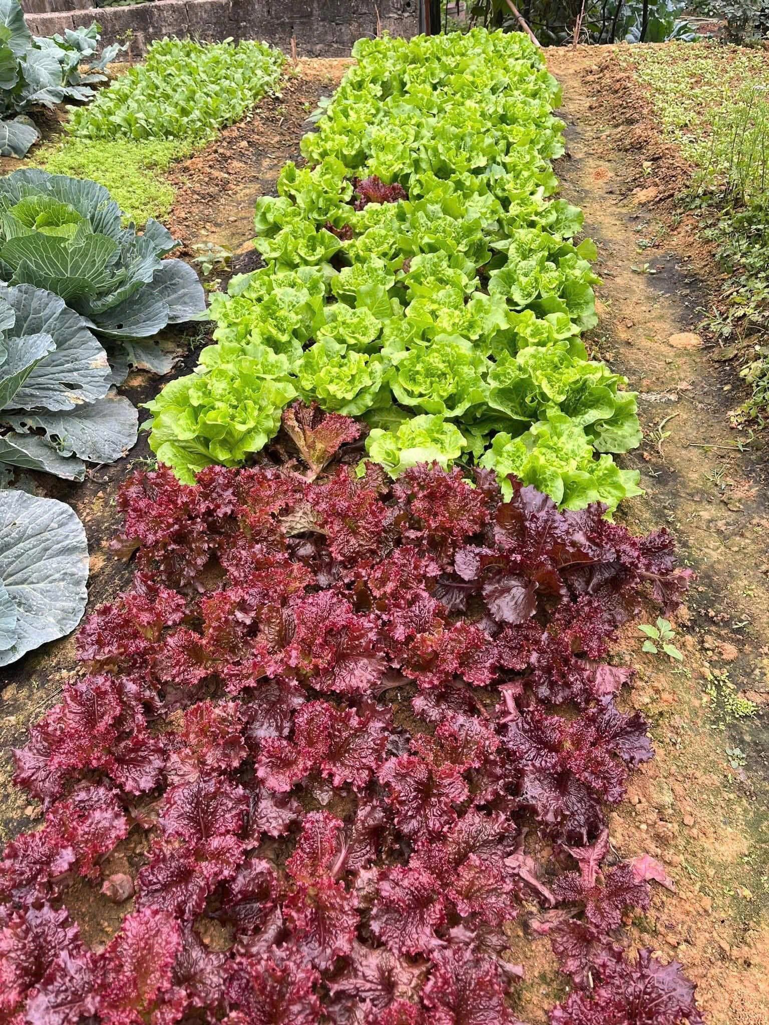 Mẹ đảm Phú Thọ chia sẻ 3 yếu tố giúp mảnh vườn 500m2 ngập tràn rau trái quanh năm - 13