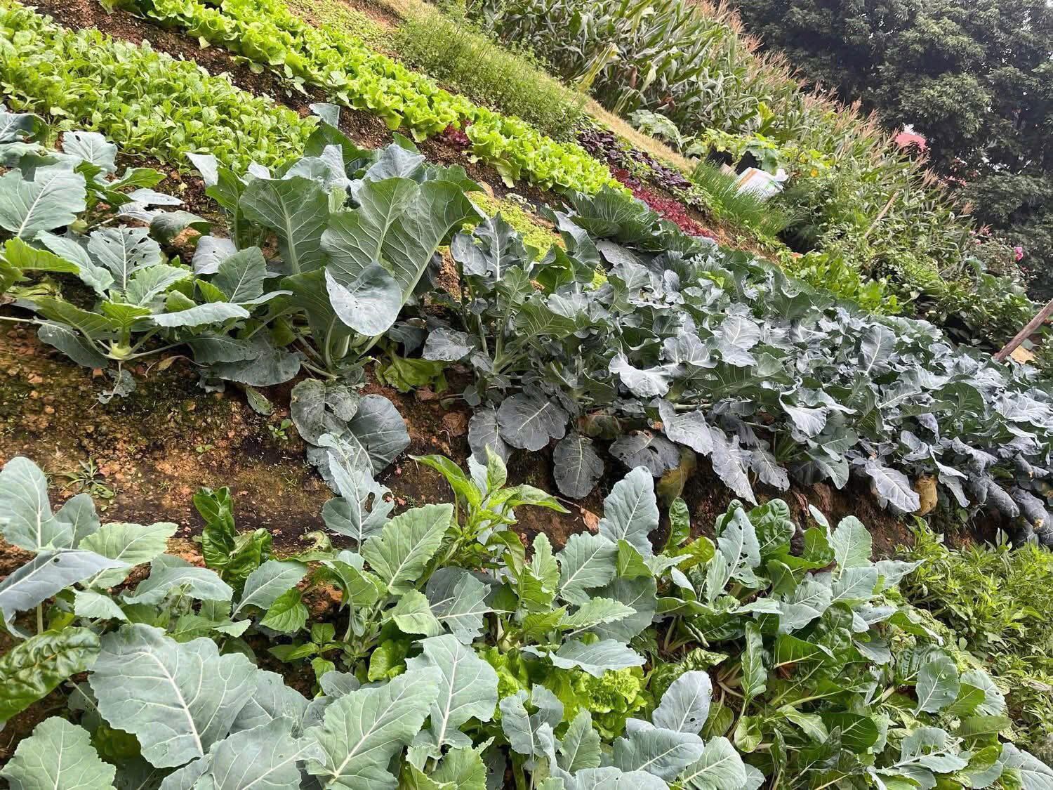 Mẹ đảm Phú Thọ chia sẻ 3 yếu tố giúp mảnh vườn 500m2 ngập tràn rau trái quanh năm - 5