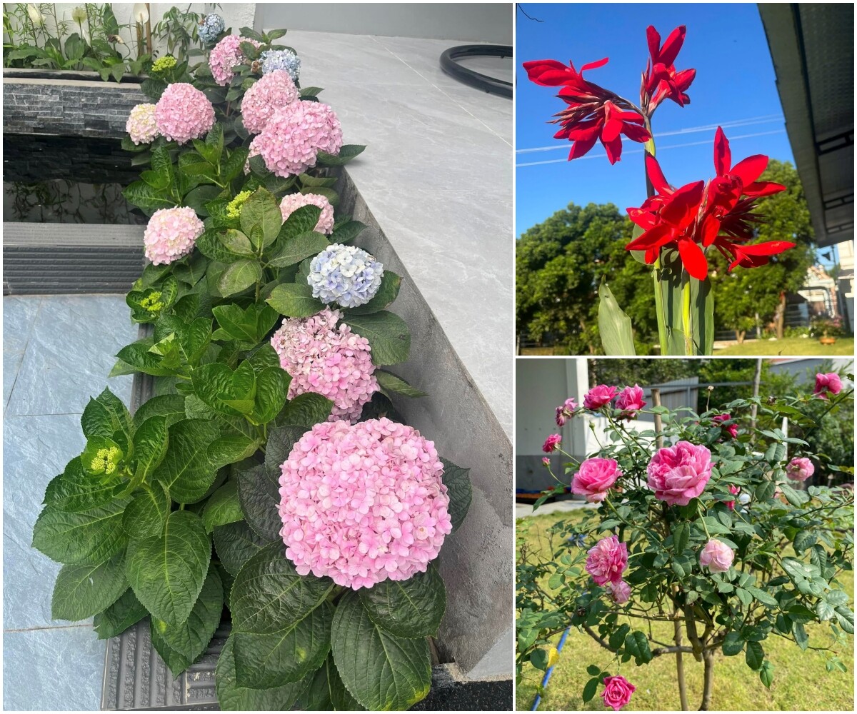 Ngoài rau quả, chị Diệu Linh còn trồng một số loài hoa quanh nhà để tô điểm cho không gian sống.