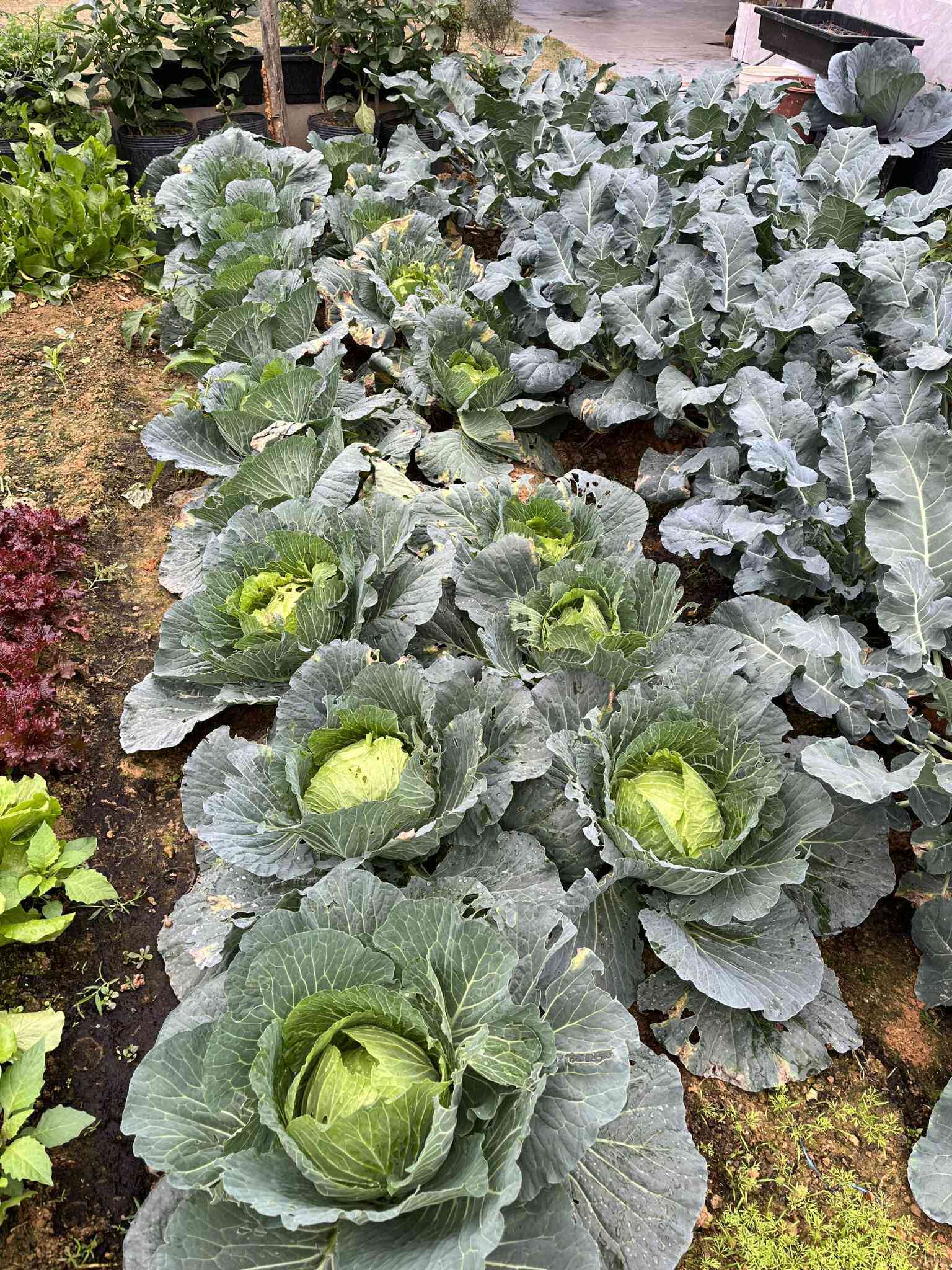 Mẹ đảm Phú Thọ chia sẻ 3 yếu tố giúp mảnh vườn 500m2 ngập tràn rau trái quanh năm - 6