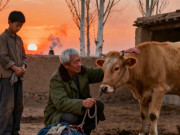 Yêu - Chú út bán bò giúp tôi học đại học, bác cả có tiền không cho mượn nhưng 15 năm sau tôi cảm ơn bác