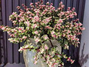 Nhà đẹp - Cây cảnh nghe tên đã thấy giàu có, vàng bạc đầy nhà nhưng nay bị nhiều người cho vào “danh sách đen” vì 4 lý do