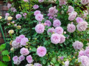 Nhà đẹp - 8 loại hoa “bất tử” cứ để ngoài trời không cần chăm, mỗi năm nở càng nhiều, quá lý tưởng cho người mới trồng