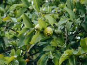 Nhà đẹp - Lá này kho cá cực ngon, quả chứa vitamin C gấp 4 lần cam, trồng một cây gia đình đời đời hưng thịnh