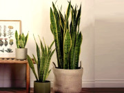 Nhà đẹp - Cách trồng và ý nghĩa phong thủy của cây lưỡi hổ