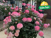 Nhà đẹp - Tưới 4 bát “nước thần” này trong 15 ngày, hoa nở bung thành chùm to như cái bát, ban công hóa thành biển hoa