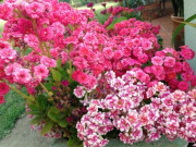 Nhà đẹp - 10 loại hoa thích hợp nhất trồng vào mùa thu, cành chạm đất là bén rễ, ai trồng cũng sống 100%