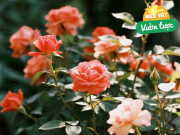 Nhà đẹp - Từng làm hỏng 4 chậu hoa hồng, cuối cùng tôi cũng rút ra được 7 bí quyết giúp cây khỏe, hoa nở rực rỡ quanh năm