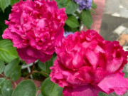 Nhà đẹp - 9 loài hoa mang vẻ đẹp “thần tiên”, trồng ở ban công hay sân vườn đều bừng sáng, mang lại tài lộc cho gia đình